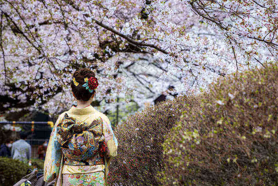 Nhật Bản đẹp như tiên cảnh khi hoa anh đào nở rộ